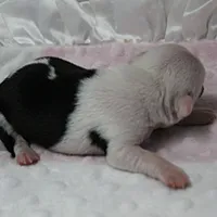 AKC Polly's White Face Female Puppy 3, a female Boston Terrier for sale in Mount Olive, NC – 6 of 10