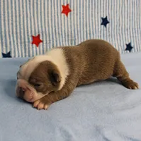 AKC Zoe's Seal & White Male Puppy 2, a male Boston Terrier for sale in Mount Olive, NC – 4 of 10
