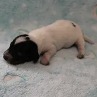 AKC Freckles Black & Tan Piebald on White Female Puppy 2, a female Miniature Dachshund for sale in Mount Olive, NC – 10 of 10