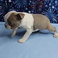 AKC Zoey's Seal & White Male Puppy 1, a male Boston Terrier for sale in Mount Olive, NC – 6 of 10