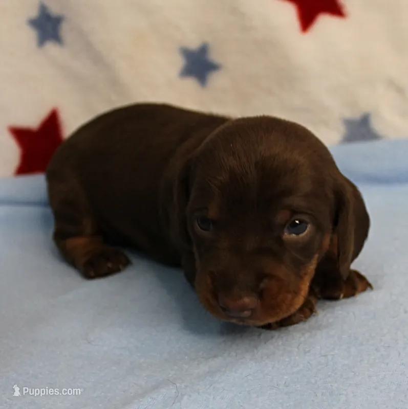 AKC Heidi's Chocolate & Tan Male Puppy 3 – Miniature Dachshund puppy for sale in Mount Olive, NC