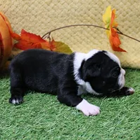 AKC Annie's Black & White Male Puppy 5, a male Boston Terrier for sale in Mount Olive, NC – 10 of 10
