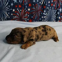 AKC Sallie's Black & Silver Dapple, Long Coat Female Puppy 3, a female Miniature Dachshund for sale in Mount Olive, NC – 8 of 10