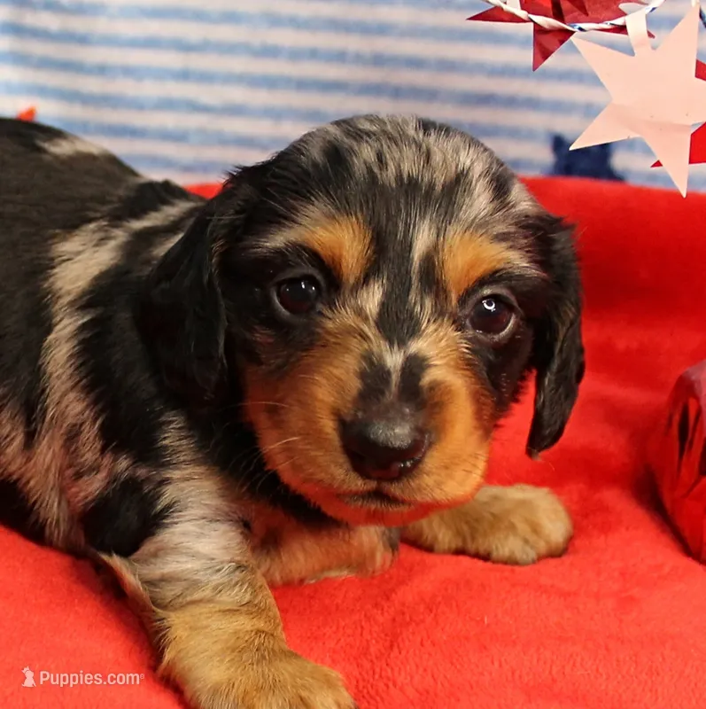 AKC Sallie's Black & Silver Dapple, Long Coat Female Puppy 2 – Miniature Dachshund puppy for sale in Mount Olive, NC