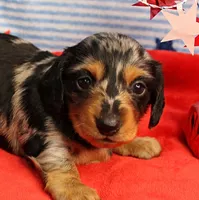 AKC Sallie's Black & Silver Dapple, Long Coat Female Puppy 2, a female Miniature Dachshund for sale in Mount Olive, NC – 1 of 10