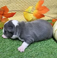 AKC Annie's Silver & White Female Puppy 1, a female Boston Terrier for sale in Mount Olive, NC – 3 of 9