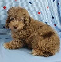Twinkle's Chocolate Merle Male Puppy 3, a male Cockapoo for sale in Mount Olive, NC – 6 of 10