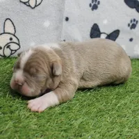 AKC Willow's Lilac & White Male Puppy 4, a male Boston Terrier for sale in Mount Olive, NC – 2 of 10