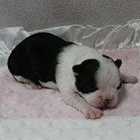 AKC Polly's Black & White Female Puppy 1, a female Boston Terrier for sale in Mount Olive, NC – 8 of 10