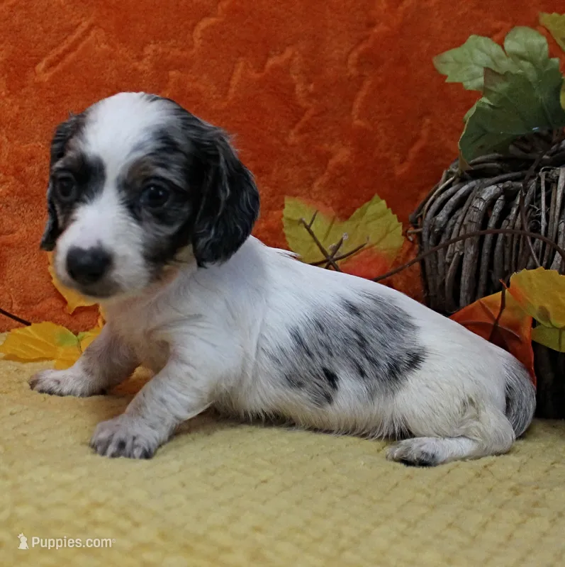 AKC Freckles Silver Piebald with White Male Puppy 6 – Miniature Dachshund puppy for sale in Mount Olive, NC