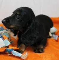 AKC Taylor's Black & Tan LH Male Puppy 1, a male Miniature Dachshund for sale in Mount Olive, NC – 2 of 10