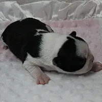AKC Polly's Black & White Female Puppy 2, a female Boston Terrier for sale in Mount Olive, NC – 4 of 7