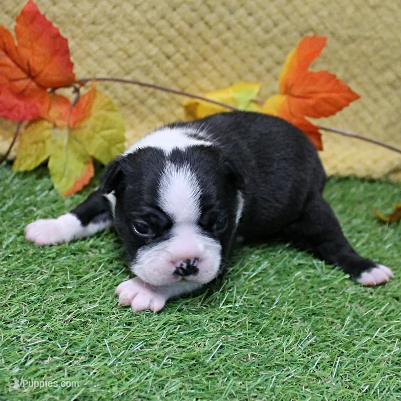 AKC Annie's Black & White Male Puppy 6 – Boston Terrier puppy for sale in Mount Olive, NC