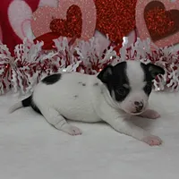 Chelsea's Wht& Blk Party M1, a male Chihuahua for sale in Mount Olive, NC – Photo 9 of 10