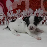 Chelsea's Wht& Blk Party M1, a male Chihuahua for sale in Mount Olive, NC – Photo 8 of 10