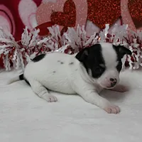 Chelsea's Wht& Blk Party M1, a male Chihuahua for sale in Mount Olive, NC – Photo 5 of 10