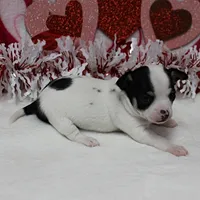 Chelsea's Wht& Blk Party M1, a male Chihuahua for sale in Mount Olive, NC – Photo 6 of 10