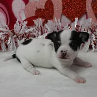 Chelsea's Wht& Blk Party M1, a male Chihuahua for sale in Mount Olive, NC – Photo 7 of 10