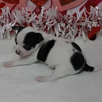 Chelsea's Wht& Blk Party M1, a male Chihuahua for sale in Mount Olive, NC – Photo 3 of 10