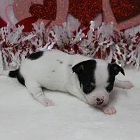 Chelsea's Wht& Blk Party M1, a male Chihuahua for sale in Mount Olive, NC – Photo 4 of 10