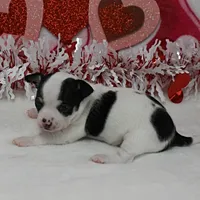 Chelsea's Wht& Blk Party M1, a male Chihuahua for sale in Mount Olive, NC – Photo 1 of 10