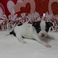 Chelsea's Wht& Blk Party M1, a male Chihuahua for sale in Mount Olive, NC – Photo 10 of 10