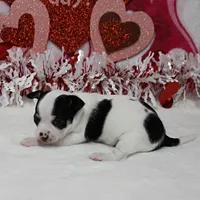 Chelsea's Wht& Blk Party M1, a male Chihuahua for sale in Mount Olive, NC – Photo 2 of 10