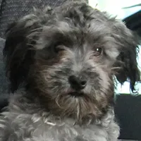 Tinker's Silver Male Puppy 2, a male Cockapoo for sale in Mount Olive, NC – 1 of 10