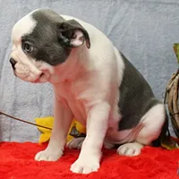 AKC Lula's Blue & White Male Puppy 2, a male Boston Terrier for sale in Mount Olive, NC – 10 of 10
