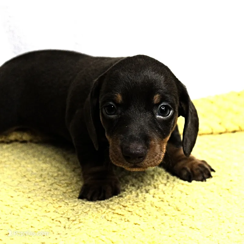 AKC Maggie's Chocolate & Tan Female Puppy 2 – Miniature Dachshund puppy for sale in Mount Olive, NC