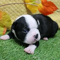 AKC Annie's Black & White Female Puppy 3, a  Boston Terrier for sale in Mount Olive, NC – 10 of 10