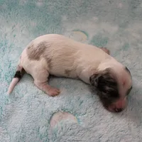 AKC Freckles Silver Dapple with White Male Puppy 6, a male Miniature Dachshund for sale in Mount Olive, NC – 7 of 10