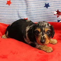 AKC Sallie's Black & Silver Dapple, Long Coat Female Puppy 2, a female Miniature Dachshund for sale in Mount Olive, NC – 2 of 10