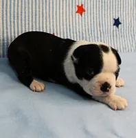 Myrtle's Black & White Male Puppy 1, a male Boston Terrier for sale in Mount Olive, NC – 7 of 10