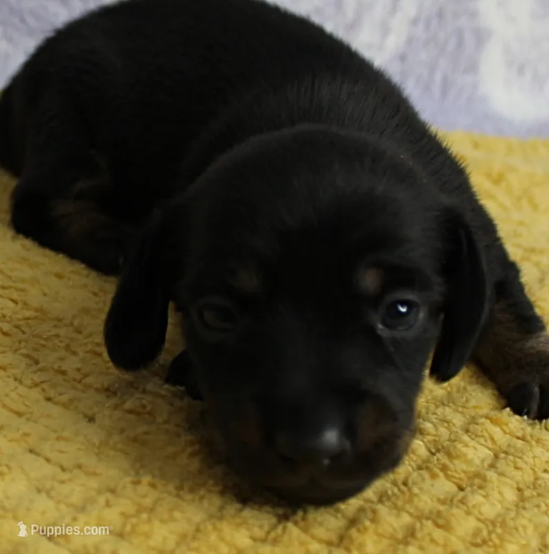 AKC Taylor's Black & Tan Male Puppy 4 – Miniature Dachshund puppy for sale in Mount Olive, NC