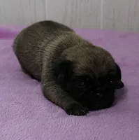  AKC Sandy's FawnMale Puppy 1, a male Pug for sale in Mount Olive, NC – 8 of 10