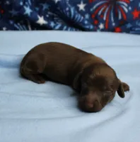 AKC Taylor's Chocolate Male Puppy 2, a male Miniature Dachshund for sale in Mount Olive, NC – 4 of 8