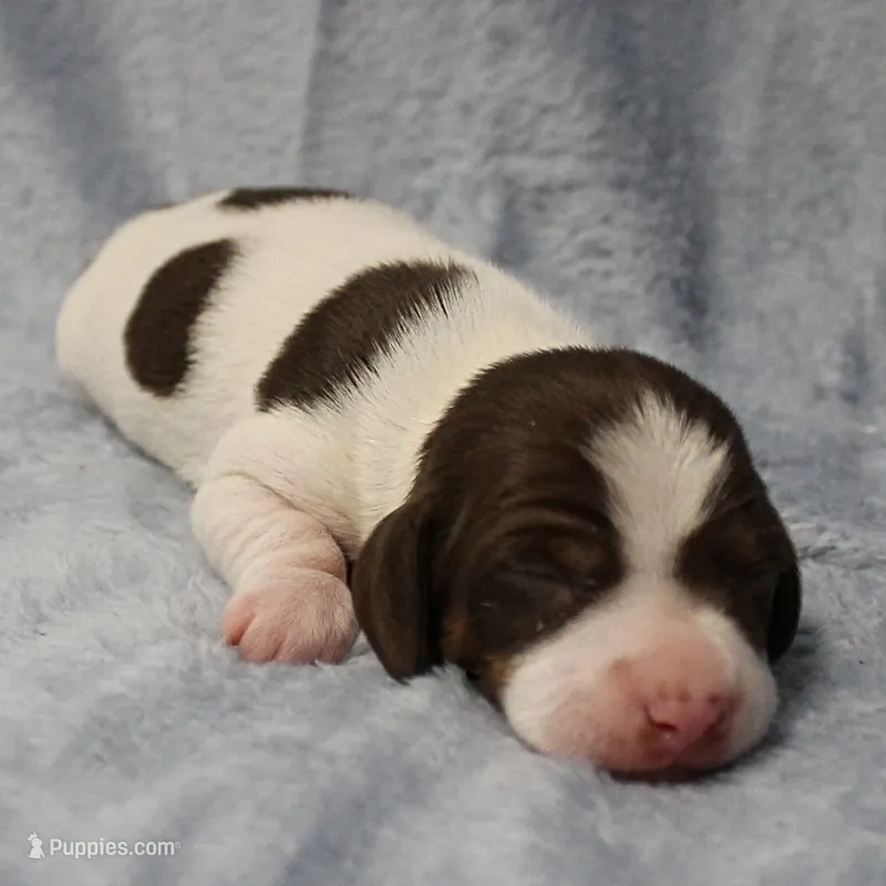 AKC Mae Mae's Black & White Piebald Male Puppy  – Miniature Dachshund puppy for sale in Mount Olive, NC