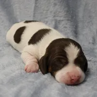 AKC Mae Mae's Black & White Piebald Male Puppy , a male Miniature Dachshund for sale in Mount Olive, NC – 1 of 10