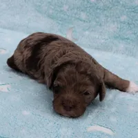 Twinkle's Chocolate Merle Male Puppy 3, a male Cockapoo for sale in Mount Olive, NC – Photo 6 of 10