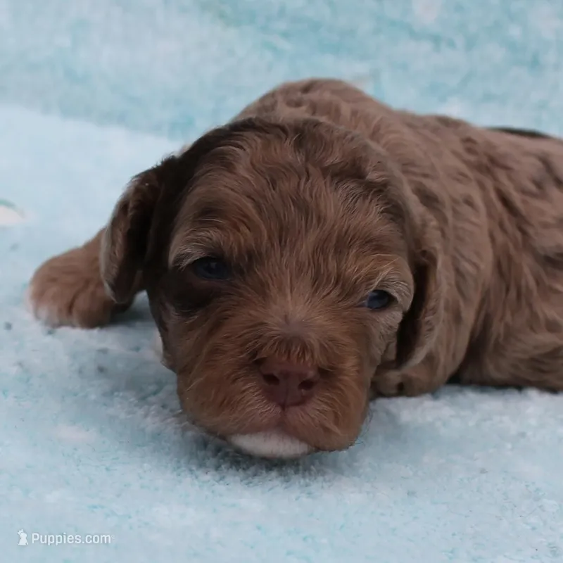 Twinkle's Chocolate Merle Male Puppy 3 – Cockapoo puppy for sale in Mount Olive, NC