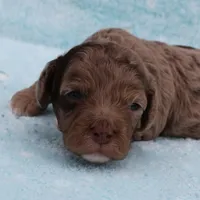 Twinkle's Chocolate Merle Male Puppy 3, a male Cockapoo for sale in Mount Olive, NC – Photo 1 of 10