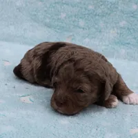 Twinkle's Chocolate Merle Male Puppy 3, a male Cockapoo for sale in Mount Olive, NC – Photo 5 of 10