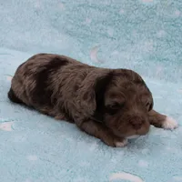 Twinkle's Chocolate Merle Male Puppy 3, a male Cockapoo for sale in Mount Olive, NC – Photo 8 of 10