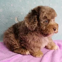 Twinkle's Chocolate Merle Male Puppy 3, a male Cockapoo for sale in Mount Olive, NC – Photo 8 of 10