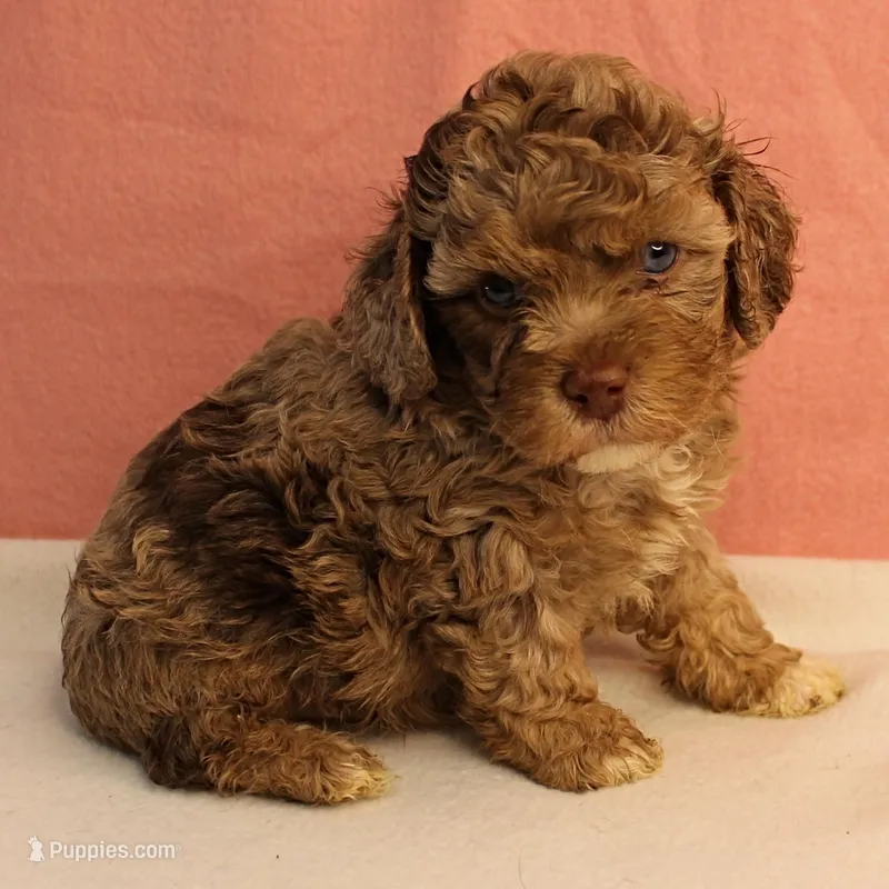 Twinkle's Chocolate Merle Male Puppy 3 – Cockapoo puppy for sale in Mount Olive, NC