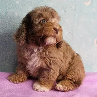 Twinkle's Chocolate Merle Male Puppy 3, a male Cockapoo for sale in Mount Olive, NC – Photo 4 of 10