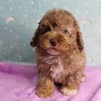 Twinkle's Chocolate Merle Male Puppy 3, a male Cockapoo for sale in Mount Olive, NC – Photo 7 of 10