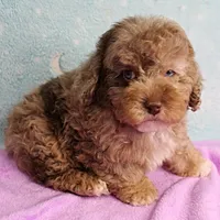 Twinkle's Chocolate Merle Male Puppy 3, a male Cockapoo for sale in Mount Olive, NC – Photo 2 of 10