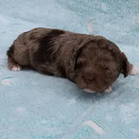 Twinkle's Chocolate Merle Male Puppy 3, a male Cockapoo for sale in Mount Olive, NC – Photo 4 of 10